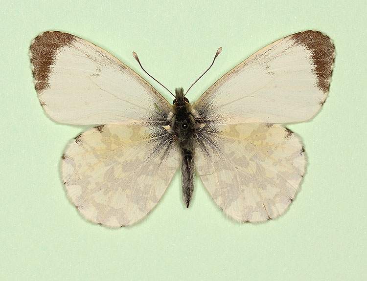 Anthocharis cardamines female (aberrant form immaculata) (Internet Image property of respective owner, non-commercial use only)